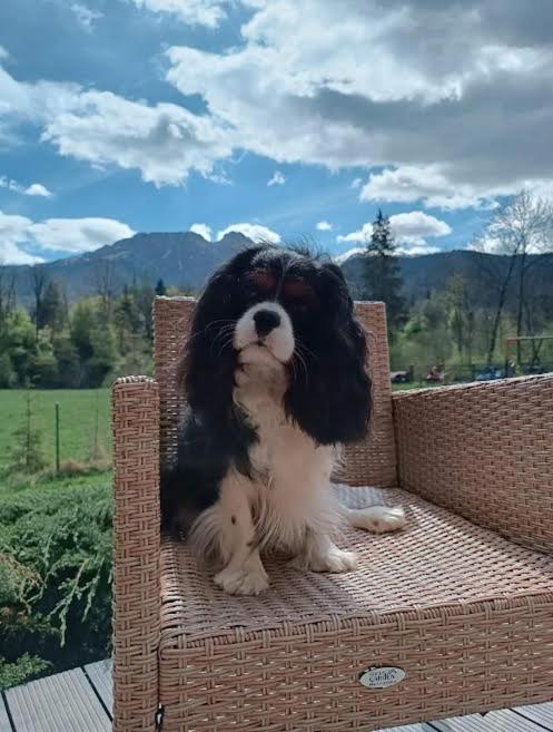 Willa W Dolinie Cichej Wody Zakopane Ngoại thất bức ảnh
